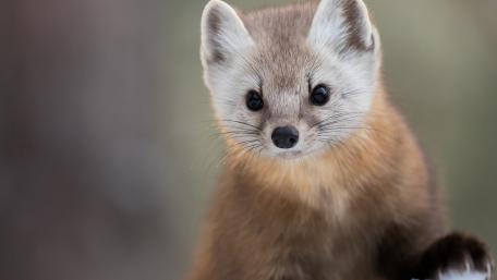 Charming Marten in Nature's Embrace wallpaper