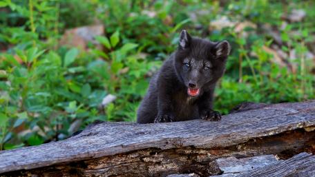 Curious Arctic Fox Pup in Nature Scene wallpaper