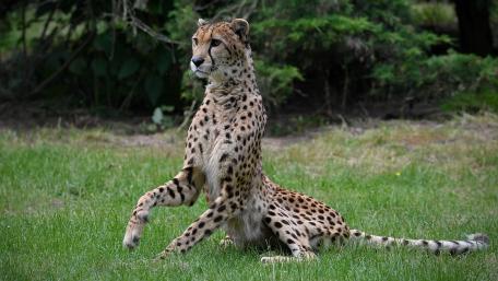 Cheetah in Serenity on Green Grass wallpaper