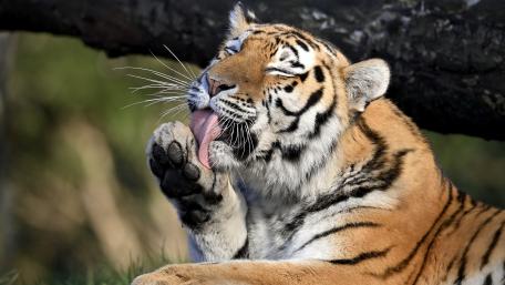 Majestic Tiger in Relaxation Moment wallpaper