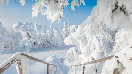 Serene Winter Wonderland Pathway wallpaper