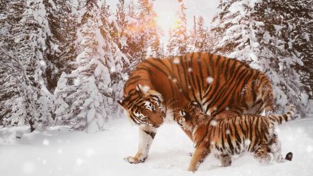 Majestic Tigers in a Winter Wonderland wallpaper