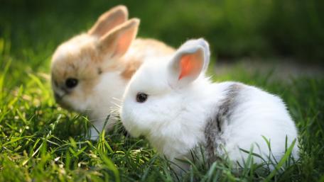 Adorable Baby Bunnies in Lush Greenery wallpaper