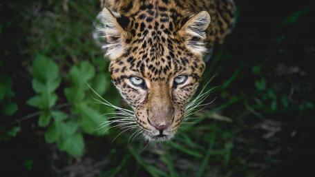 Majestic Jaguar Captured in Nature wallpaper
