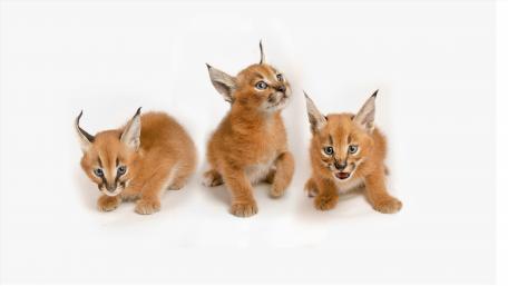 Adorable Baby Caracals Playing Together wallpaper