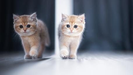 Kittens Reflecting Playful Curiosity wallpaper