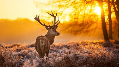 Majestic Deer in Frosty Wilderness Morning Light wallpaper