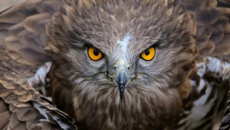 Majestic Bird of Prey Wallpaper wallpaper