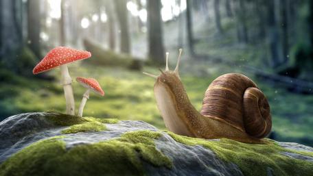 Whimsical Forest Adventure with Snails and Mushrooms wallpaper