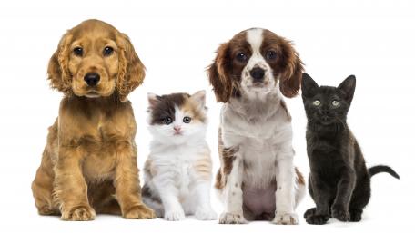 Adorable Pets in Perfect Harmony wallpaper
