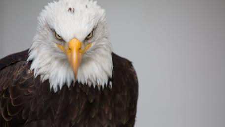 Majestic Bald Eagle Close-Up Wallpaper wallpaper