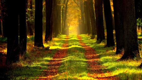 Serene Forest Road Embraced by Trees Enhancing Tranquility wallpaper