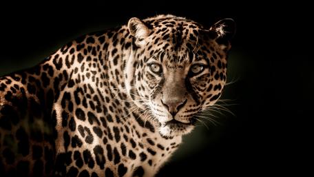Majestic Leopard in Stunning Detail on Dark Background wallpaper