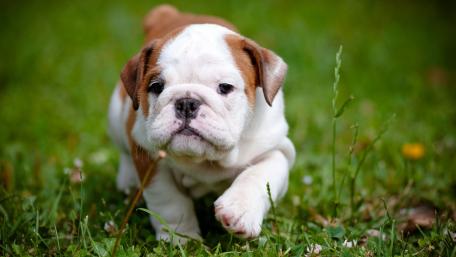 Adorable French Bulldog Puppy on the Move wallpaper