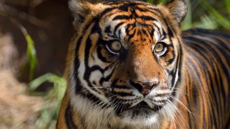 Majestic Sumatran Tiger Wallpaper wallpaper