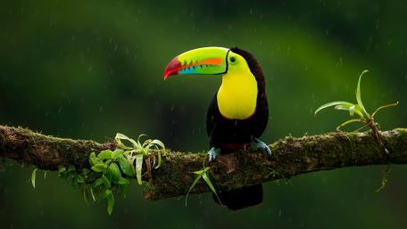 Vibrant Toucan Perched in Nature's Embrace wallpaper