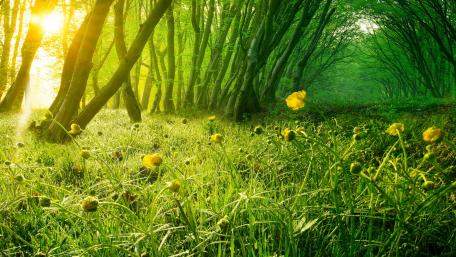 Serene Forest Path Bathed in Sunlight wallpaper