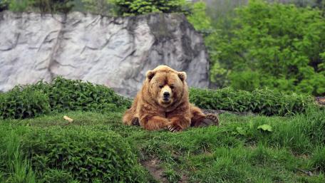 Majestic Bear in Tranquil Nature Scene wallpaper