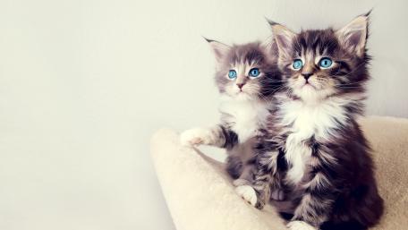 Adorable Twin Kittens with Striking Blue Eyes wallpaper
