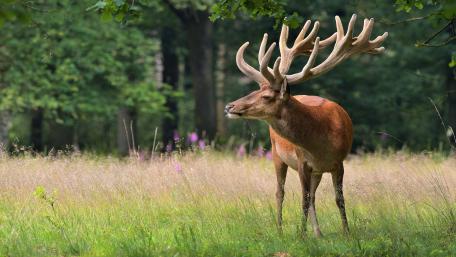 Majestic Stag in Serene Wilderness wallpaper
