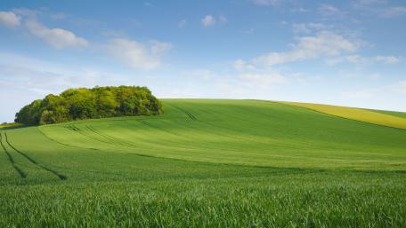 Lush Green Hills Under a Clear Sky wallpaper