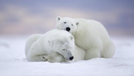 Cuddling Polar Bears in a Winter Wonderland wallpaper