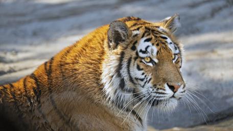 Majestic Tiger in Stunning Detail wallpaper