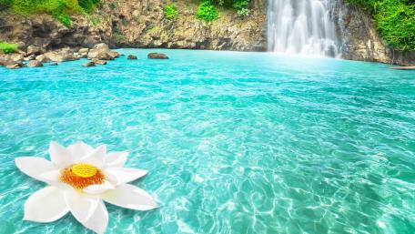 Serenity of Nature's Oasis wallpaper