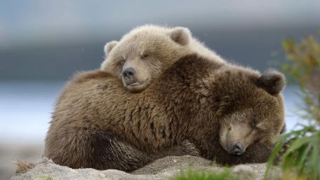 Cozy Bears Embracing Each Other in Nature wallpaper