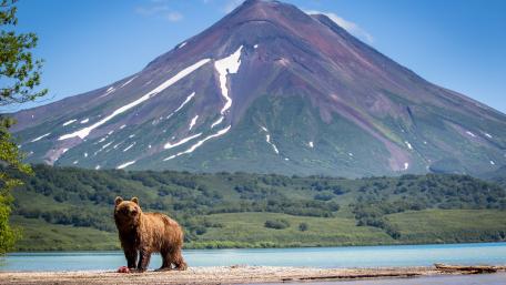 Majestic Bear Amidst Stunning Wilderness View wallpaper