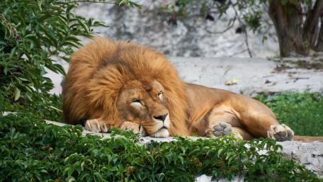 Majestic Lion in Serenity wallpaper