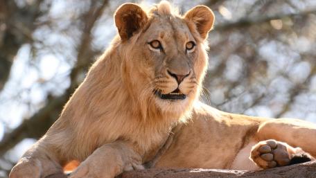 Majestic Lioness in Natural Habitat wallpaper