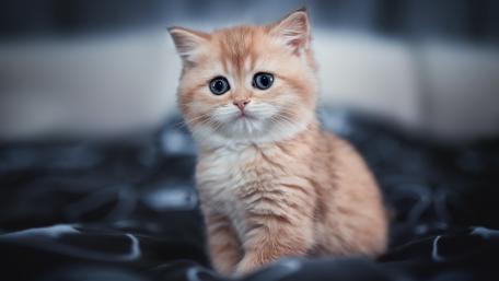 Adorable Tabby Kitten in 4K Clarity wallpaper