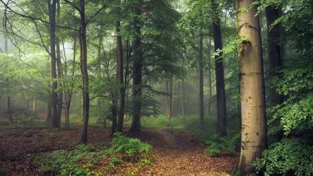 Serene Journey Through a Misty Forest Path wallpaper