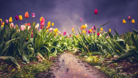Vibrant Tulip Field Under Dramatic Skies wallpaper