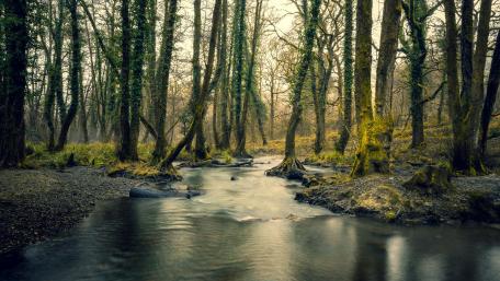 Tranquil Riparian Forest Scene with Gentle River Flowing wallpaper