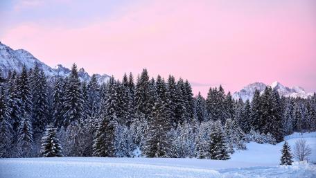 Winter Wonderland in Snowy Pines wallpaper