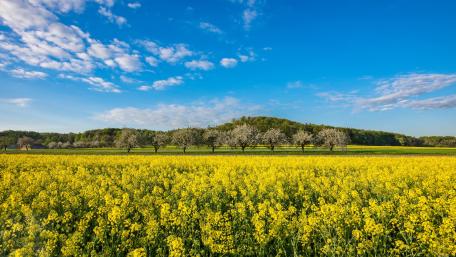 Vibrant Rape Field Under Bright Blue Sky wallpaper