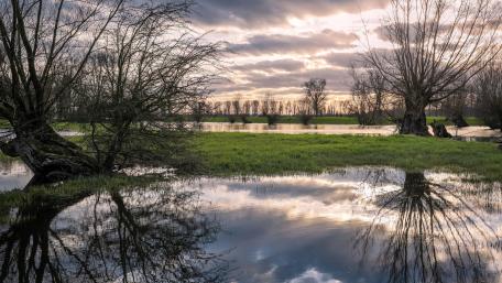 Serene Riparian Reflections in Nature wallpaper