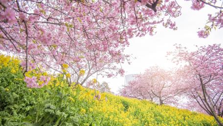 Cherry Blossoms in Full Bloom Amid Yellow Groundcover Flowers wallpaper