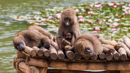 Charming Baboons Relaxing by the Water wallpaper