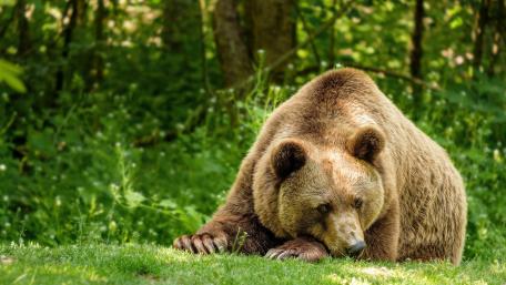 Majestic Bear in Natural Habitat wallpaper