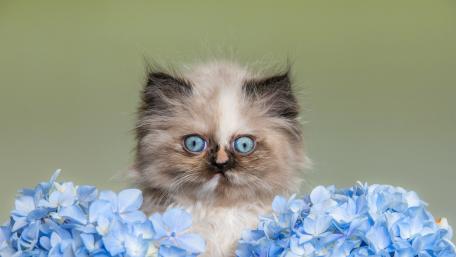 Persian Cat Surrounded by Hydrangeas in 4K Quality wallpaper