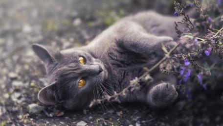 Charming Grey Cat among Blossoms wallpaper