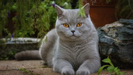 Elegant British Shorthair Cat in Natural Serenity wallpaper