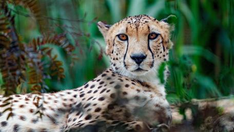 Cheetah in Natural Habitat Wallpaper wallpaper