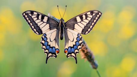 Old world swallowtail butterfly wallpaper