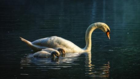 Mute Swan wallpaper