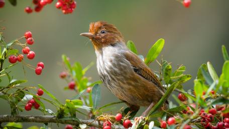 Taiwan barwing wallpaper