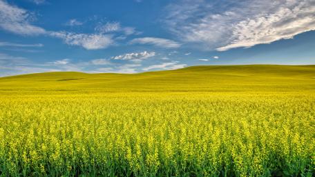 Rapeseed wallpaper